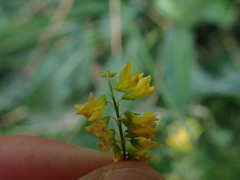 Melilotus officinalis