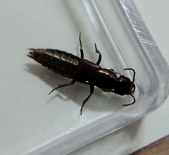 Staphylinini