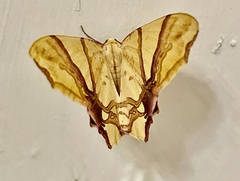 Trotocraspeda divaricata