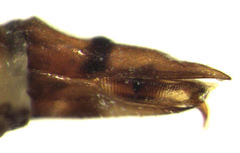 Ctenarytaina longicauda