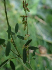 Melilotus officinalis