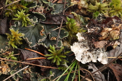 Peltigera malacea