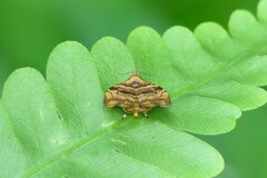 Choreutis amethystodes