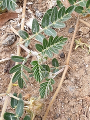 Tribulus micrococcus