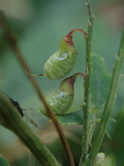 Melilotus officinalis