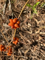 Smilax pumila