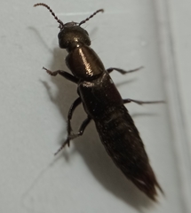 Staphylinini
