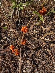 Smilax pumila