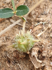 Tribulus micrococcus