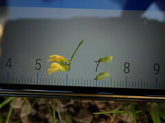 Melilotus officinalis