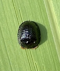 Hemisphaerota cyanea
