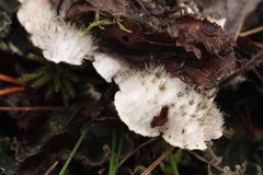 Peltigera malacea