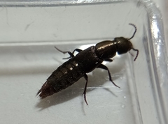 Staphylinini