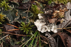 Peltigera malacea