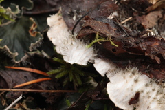 Peltigera malacea