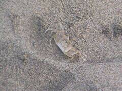 Ocypode gaudichaudii