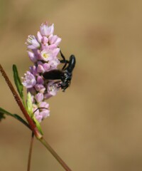 Trichopoda lanipes