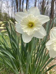 Narcissus