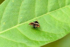 Choreutis argoxantha