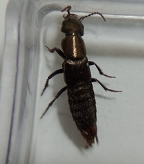 Staphylinini