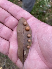 Belonocnema treatae