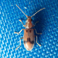 Notoxus monodon