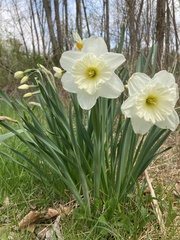 Narcissus