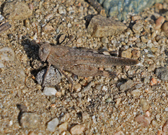 Lactista gibbosus