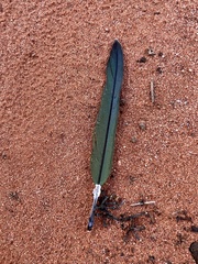 Barnardius zonarius barnardi