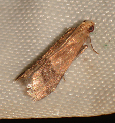 Eulogia ochrifrontella