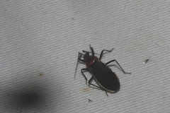 Rhiginia cinctiventris