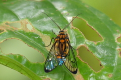 Amata compta