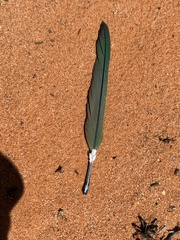 Barnardius zonarius barnardi