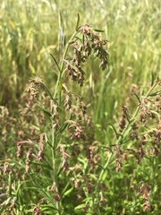 Gonocarpus elatus