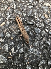 Spodoptera latifascia