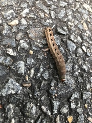 Spodoptera latifascia