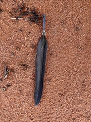 Barnardius zonarius barnardi