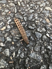 Spodoptera latifascia