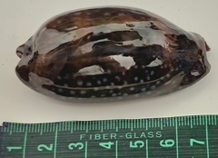 Macrocypraea cervinetta