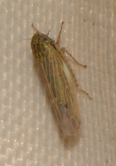 Graminella nigrifrons