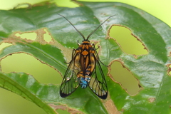 Amata compta