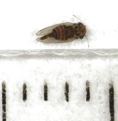 Ctenarytaina longicauda