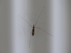 Ischnotoma