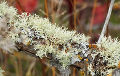 Ramalina americana