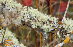 Ramalina americana
