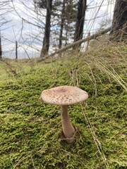 Amanita rhacopus