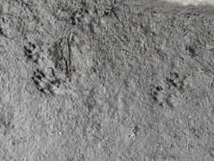 Spilogale gracilis
