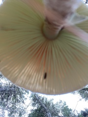 Amanita rhacopus