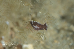 Polycera parvula