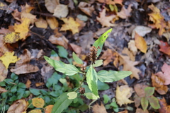 Prunella vulgaris lanceolata